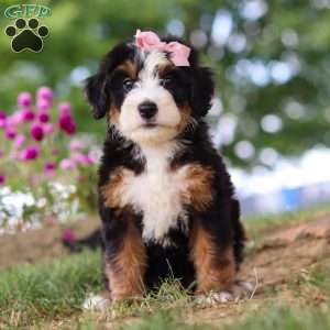 Maggie May, Mini Bernedoodle Puppy